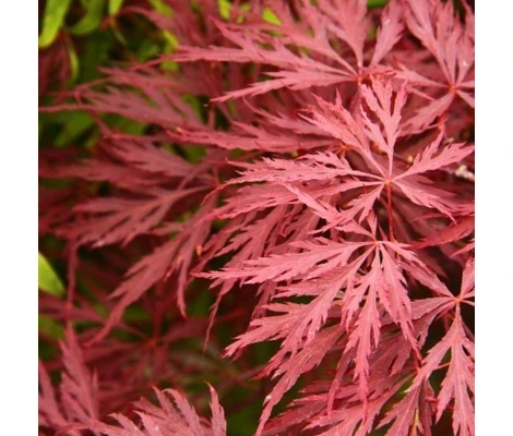 Acer Palmatum  Garnet Ø19cm H60 cm
