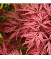 Acer Palmatum  Garnet Ø19cm H60 cm