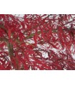 Acer Palmatum  Garnet Ø19cm H60 cm
