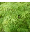 Acer Palmatum Dissectum Ø19cm H40 cm