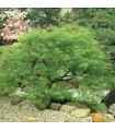 Acer Palmatum Dissectum Ø19cm H40 cm