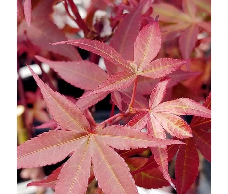 Acer Palmatum Twombly’s Red Sentinel  Ø19cm H40 cm