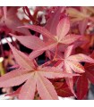 Acer Palmatum Twombly’s Red Sentinel  Ø19cm H40 cm