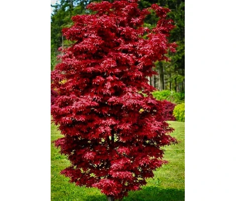Acer Palmatum Twombly’s Red Sentinel  Ø19cm H40 cm