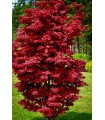 Acer Palmatum Twombly’s Red Sentinel  Ø19cm H40 cm