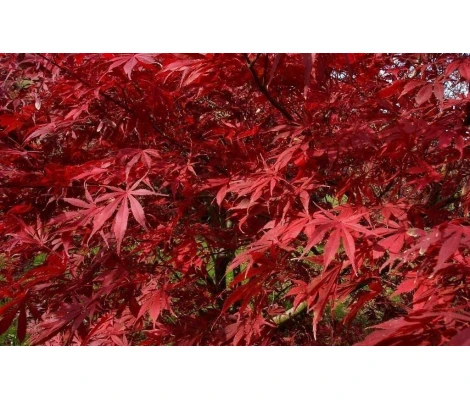 Acer Palmatum Sumi-nagashi Ø19cm H40 cm