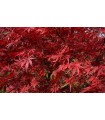 Acer Palmatum Sumi-nagashi Ø19cm H40 cm