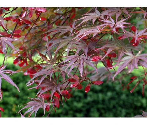 Acer Palmatum Sumi-nagashi Ø19cm H40 cm