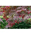 Acer Palmatum Sumi-nagashi Ø19cm H40 cm