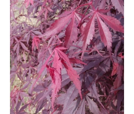Acer Palmatum Sumi-nagashi Ø19cm H40 cm