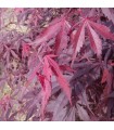 Acer Palmatum Sumi-nagashi Ø19cm H40 cm