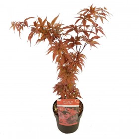 Acer Palmatum Twombly’s Red Sentinel  Ø19cm H40 cm
