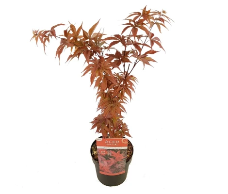 Acer Palmatum Twombly’s Red Sentinel  Ø19cm H40 cm