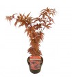 Acer Palmatum Twombly’s Red Sentinel  Ø19cm H40 cm