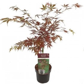 Acer Palmatum Sumi-nagashi Ø19cm H40 cm