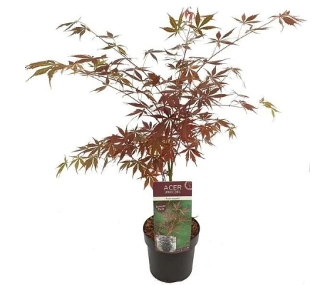 Acer Palmatum Sumi-nagashi Ø19cm H40 cm