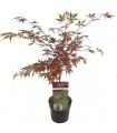Acer Palmatum Sumi-nagashi Ø19cm H40 cm