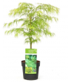 Acer Palmatum Dissectum Ø19cm H40 cm