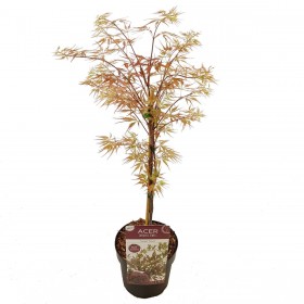 Acer Palmatum  Garnet Ø19cm H60 cm
