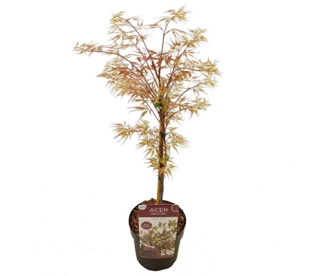 Acer Palmatum  Garnet Ø19cm H60 cm