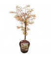 Acer Palmatum  Garnet Ø19cm H60 cm