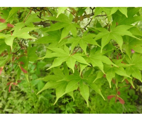 Acer Palmatum Osakazuki Ø19cm H40 cm