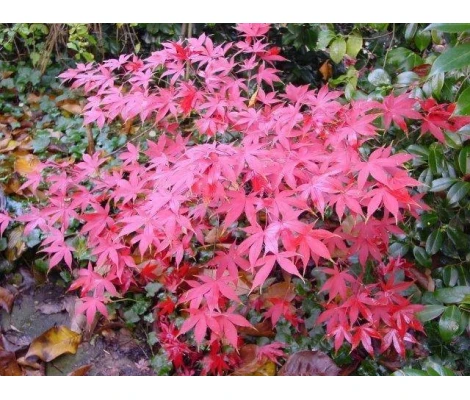 Acer Palmatum Osakazuki Ø19cm H40 cm