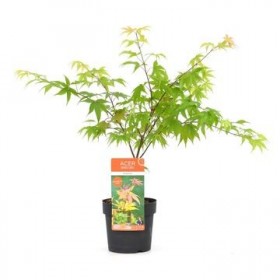 Acer Palmatum Osakazuki Ø19cm H40 cm