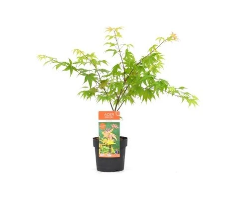 Acer Palmatum Osakazuki Ø19cm H40 cm