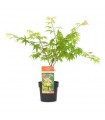 Acer Palmatum Osakazuki Ø19cm H40 cm