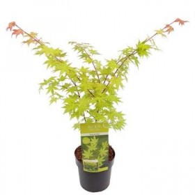 Acer Palmatum Summer Gold Ø19cm H40 cm