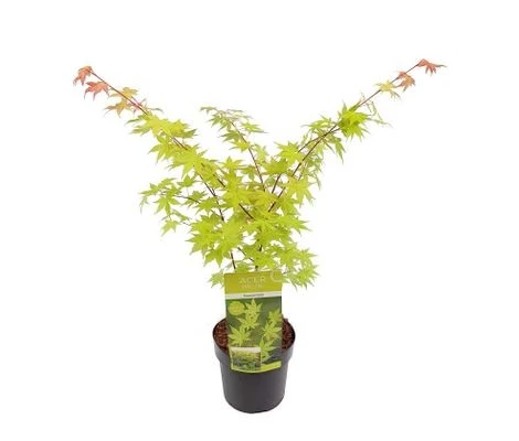 Acer Palmatum Summer Gold Ø19cm H40 cm