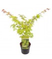 Acer Palmatum Summer Gold Ø19cm H40 cm