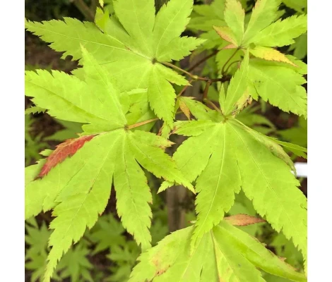 Acer Palmatum Summer Gold Ø19cm H40 cm