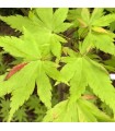Acer Palmatum Summer Gold Ø19cm H40 cm
