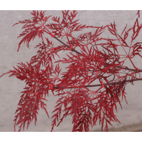 Acer Palmatum Red Feathers Ø19cm H40 cm