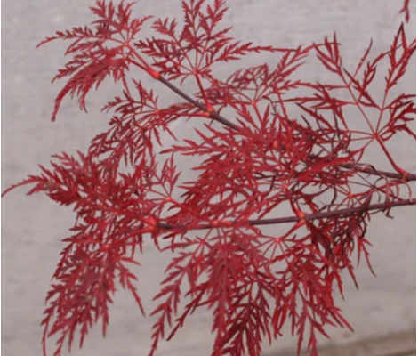 Acer Palmatum Red Feathers Ø19cm H40 cm
