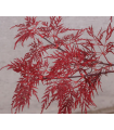 Acer Palmatum Red Feathers Ø19cm H40 cm