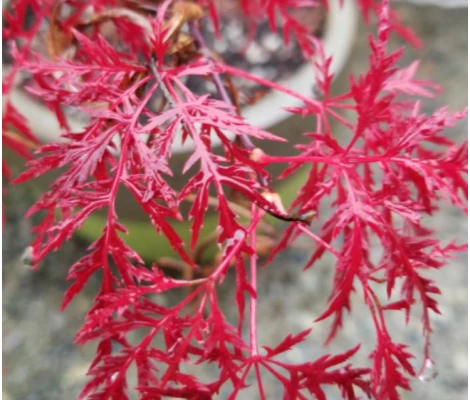 Acer Palmatum Red Feathers Ø19cm H40 cm