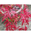 Acer Palmatum Red Feathers Ø19cm H40 cm