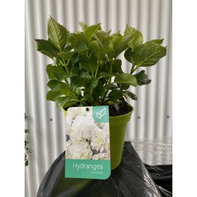 Hortensia Blanca ( Hydrangea Macrophylla) 3L