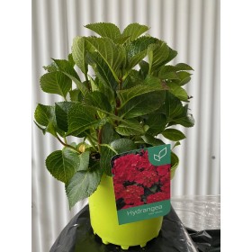 Hortensia Roja (Hydrangea Macrophylla) 3L