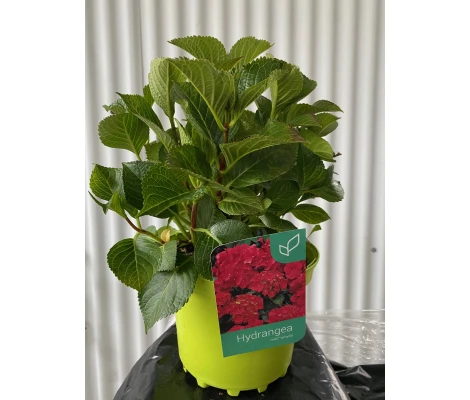 Hortensia Roja (Hydrangea Macrophylla) 3L