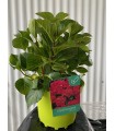 Hortensia Roja (Hydrangea Macrophylla) 3L