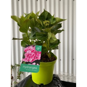 Hortensia Rosa (Hydrangea Macrophylla) 3L