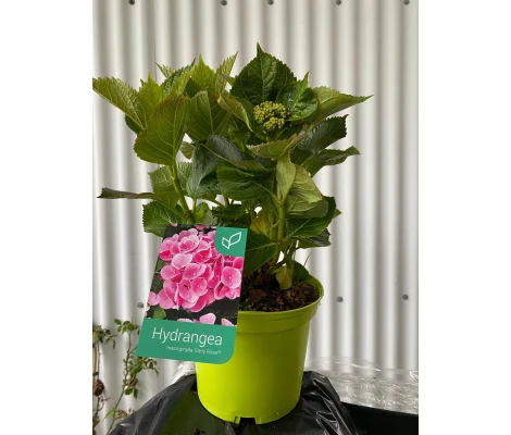 Hortensia Rosa (Hydrangea Macrophylla) 3L