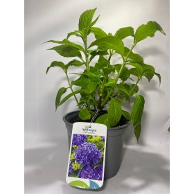 Hortensia Azul (Hydrangea Macrophylla) 3L