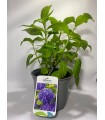Hortensia Azul (Hydrangea Macrophylla) 3L