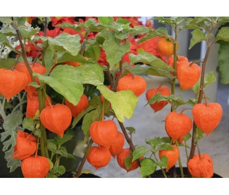 PHYSALIS   Ø11x12 cm