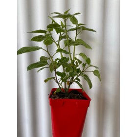 PHYSALIS   Ø11x12 cm